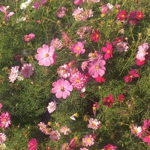 Meet your Posher, Lyca